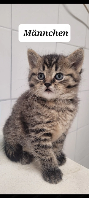 BKH Kitten, 1Männchen frei