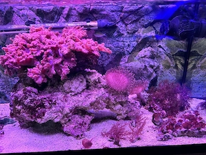 Meerwasser Korallen und Fische