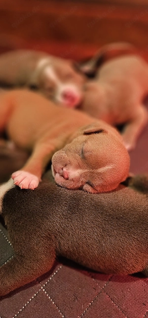   American Pocket Bully Welpen    