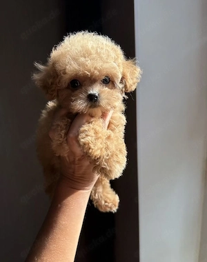 auf der suche nach einer liebevollen familie ein bezaubernder maltipoo-junge! 