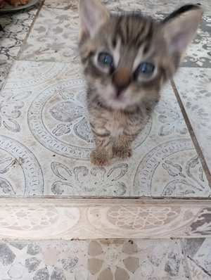 süße Katzenbabys