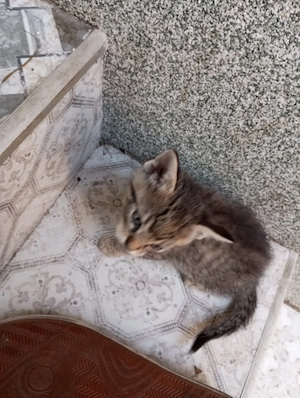 süße Katzenbabys
