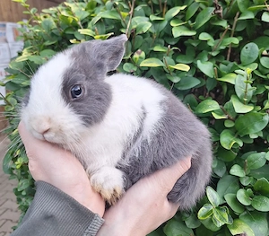 Traumkaninchen suchen Traumzuhause 