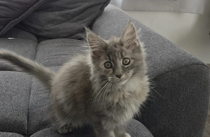 Maine Coon Mädchen sucht zu Hause