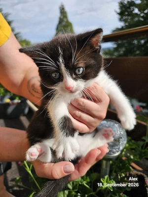 Baby Kitten 