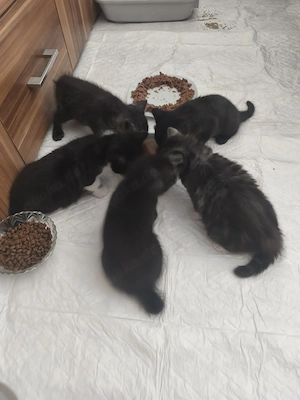 BKH Mix Baby Kitten