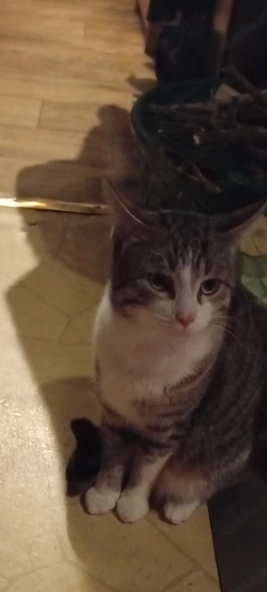 Katze kater