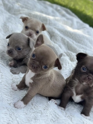 Chihuahua Welpen in KH und LH mit Ahnentafel