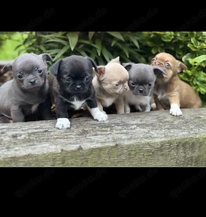 Chihuahua Welpen in KH und LH mit Ahnentafel