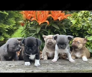 Chihuahua Welpen 