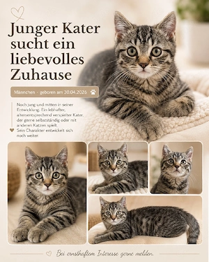 bkh britisch kurzhaar junge Männchen 