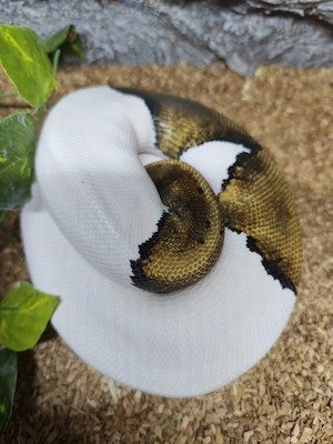 1.0 Mojave Pinstripe Piebald Königspython 