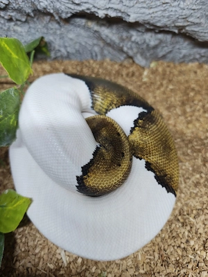 1.0 Mojave Pinstripe Piebald Königspython 