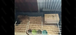 Hasen   Meerschweinchen Käfig 