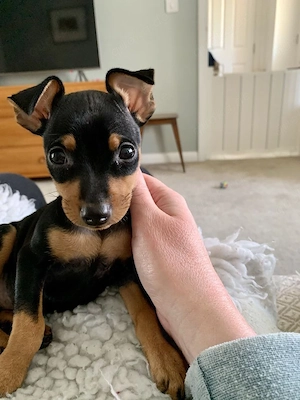 Entzückender Chihuahua-Welpe sucht ein liebevolles Zuhause für immer