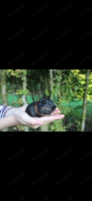 Meerschweinchen