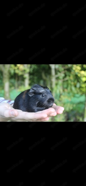 Meerschweinchen Babys