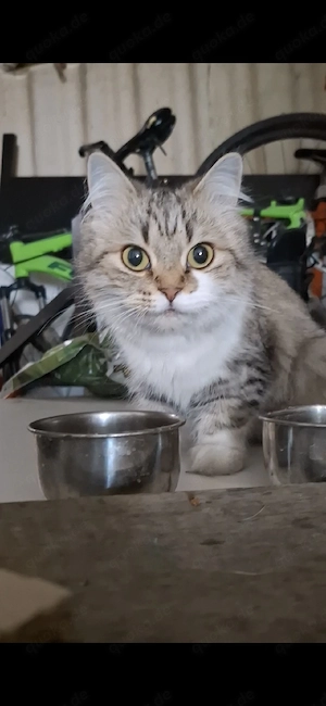 Sibirische Waldkatze 