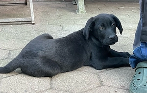 Labrador Retriever Welpen reinrassig 