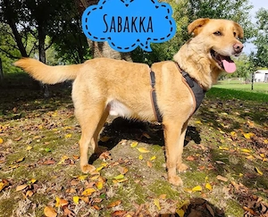 Sabakka, lieber und wunderhübscher Labrador Mischling