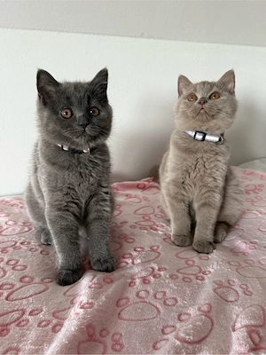 BKH Kitten weiblich   wunderschönes Mädchen sucht ein Zuhause     