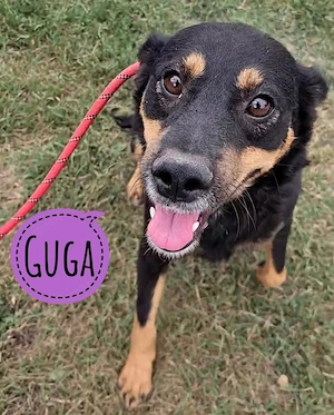 Guga, wundersüße und junge Bracke   Beauceron Mischlingshündin