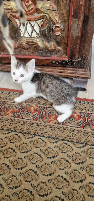beby katze 