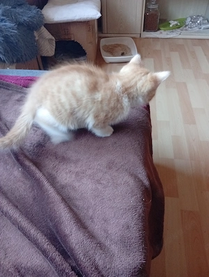 Katzen Kitten männlich 