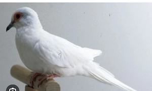 Diamanttaube geschenkt oder weiß gesucht 