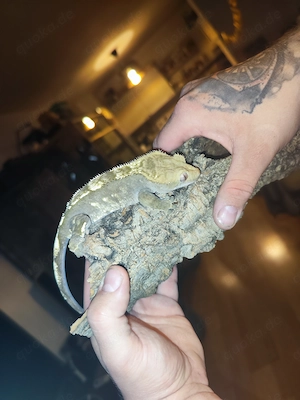 Verkauf Kronengecko Männchen Harlekin Grün Weiß 