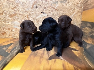 Labrador Welpen in Braun und Schwarz