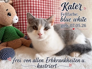 BKH Kitten Kater kastriert