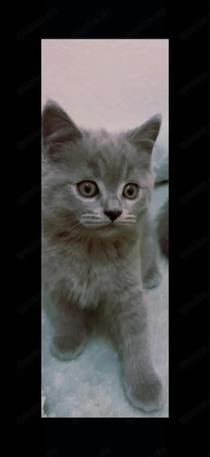 Kitten BkH Babykatzen Grau 