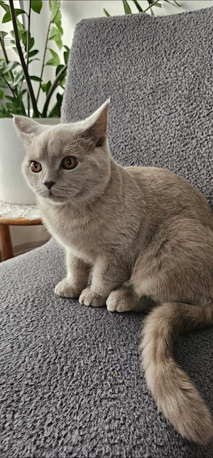 Bkh Kitten Rheinrassig 