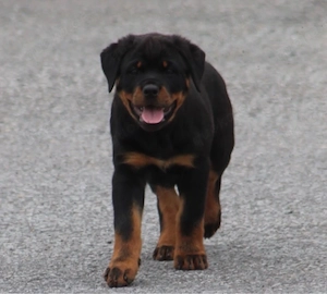 Reinrasaig Rottweiler Welpen 