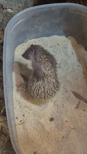 Kleine Igeltanreks abzugeben 