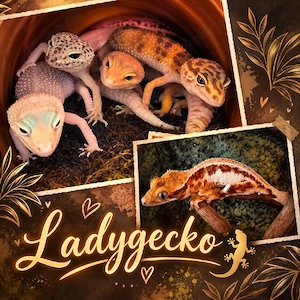 Leopardgecko 