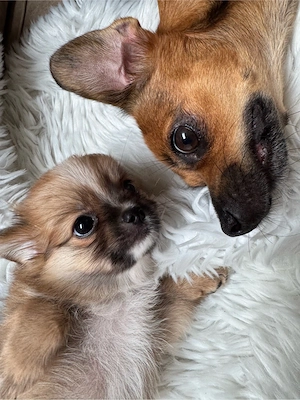 Pomchi hündin   Welpe 