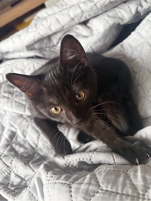 Katzenbaby schwarz