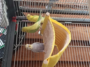 Wellensittiche mit xxl Vogelvoliere und Zubehör 