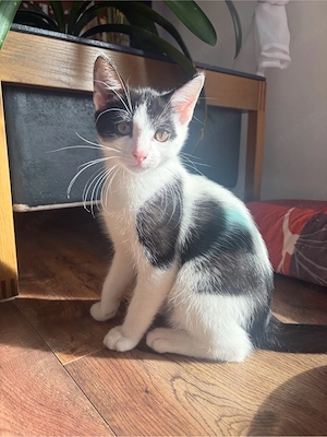 Katzenbaby schwarz-weiß
