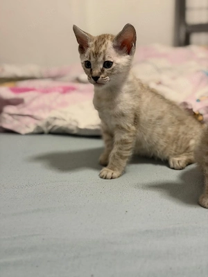 Bengal kitten 