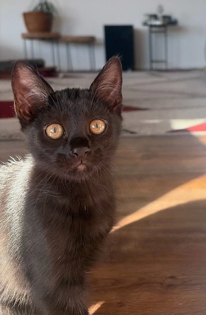 Katzenbaby schwarz