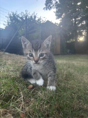 Kitten Katze Welpen Katzenbaby