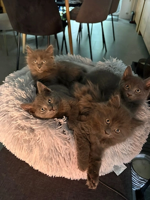 Süße Karthäuser-British Short Hair Kitten