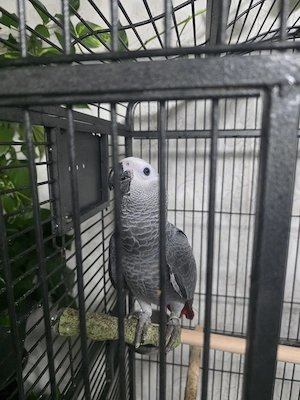 graupapagei
