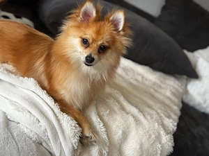 pomeranian Chihuahua mix 