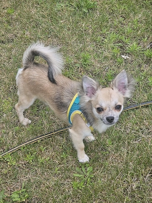 Chihuahua Rüde sucht liebevolles zu Hause 