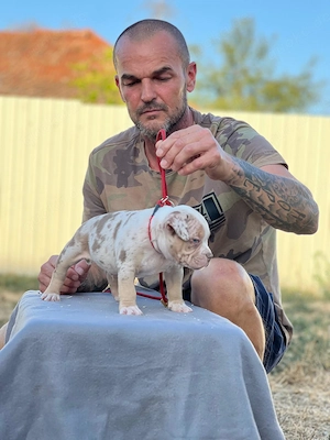 American Bully Pocket Welpen