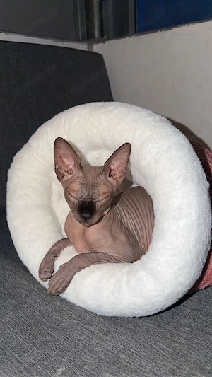 Spyhnx Deckkater gesucht Bayern 